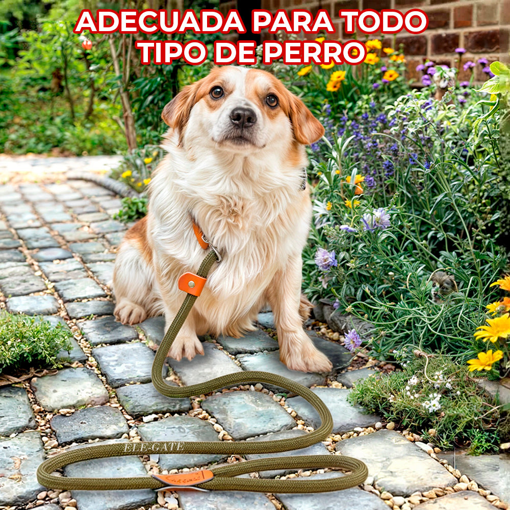 Correa de entrenamiento de nylon para mascota
